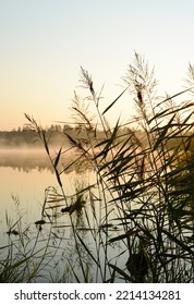 River reeds on the lake. Beautiful calm nature landscape with river reeds, fog, river or lake
