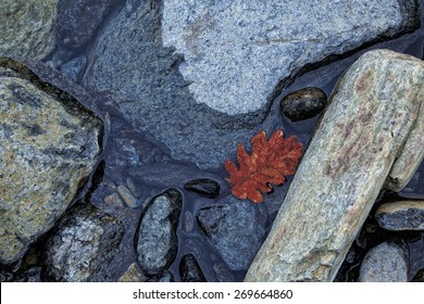 River Rocks With Water And Red Leaf, In A Winter Day, Blue Light