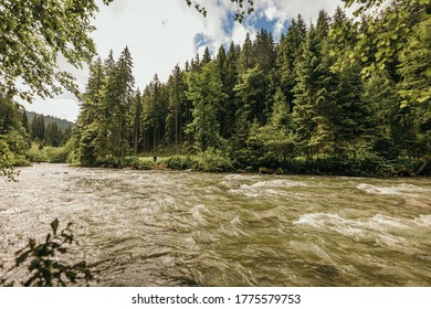 A river running through a forest