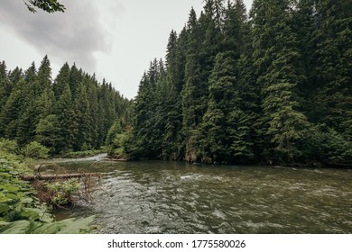 A river running through a forest