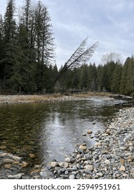 River running through a forest 