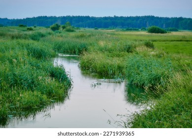 River running through tall grass and tall grass. - Powered by Shutterstock