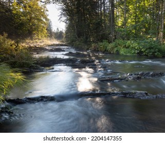 River Running Through A Thick Maine Forest