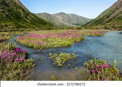 River Running Through Wide Open Glacial Valley Full Of Blooming Wildflowers In Spring. Wilderness In Remote Alaska With No People, No Roads And No Trails.