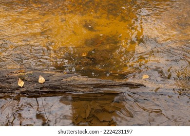 A River Runs Through The Forest And Fish Spawn In The River.