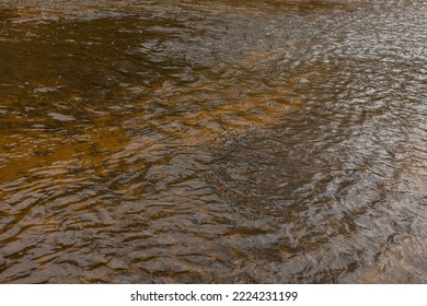 A River Runs Through The Forest And Fish Spawn In The River.