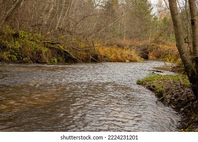 A River Runs Through The Forest And Fish Spawn In The River.