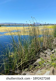 River In The Sacramento Delta