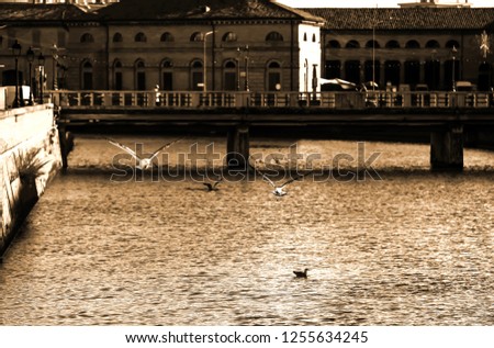 Image, Stock Photo *Pigeon dove Lake