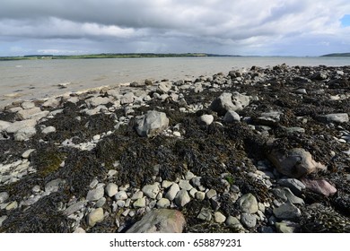 River Shannon Estuary In Ireland.