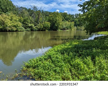 River Shoreline With Lush Greenery 