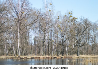 River Sluch During Spring High Water Period. Oaks