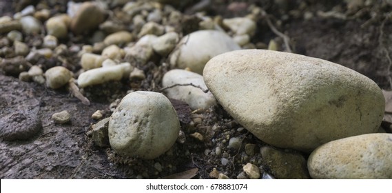 River Stones in Forest