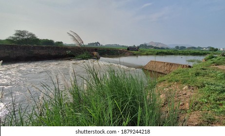 River Stream Water Body Running Through Agricultural Fields Lands Green Trees Plants Forest Sunny Bright Day White Flowers No People Grass Wallpaper Background 