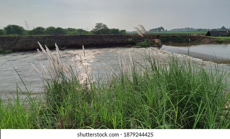 River Stream Water Body Running Through Agricultural Fields Lands Green Trees Plants Forest Sunny Bright Day White Flowers No People Grass Wallpaper Background 