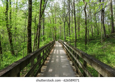 Woods Spring Stock Photos Images Photography Shutterstock