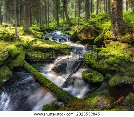 River in summer forest in Šumava national park