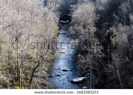 A river surrounded by leafless trees in the daytime