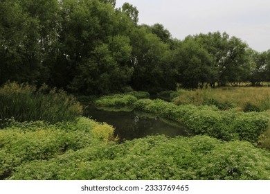 A river surrounded by trees