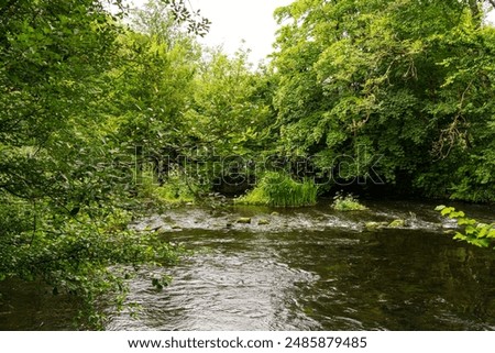 River surrounded by trees in the summer