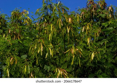 Chinese tamarind Images, Stock Photos & Vectors | Shutterstock