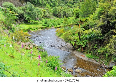 River In Te Urewera National Park, New Zealand