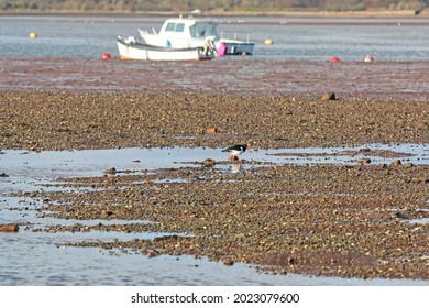 River Teign At Low Tide	