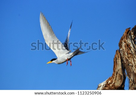 A River Tern ready to make a flight, Bhadra Wildlife Sanctuary, Karnataka