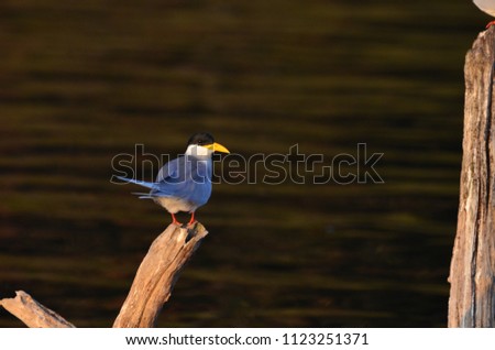 A River Tern sitting on the edge of a branch looking for prey, Bhadra Wildlife Sanctuary, Karnataka