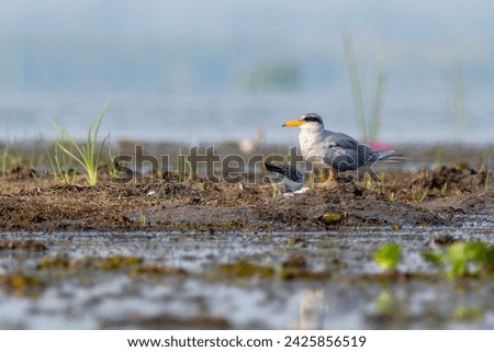 River Tern Sterna aurantia in it's lovely habitat