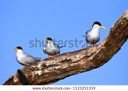 River Terns resting on a branch of a tree at Bhadra Wildlife Sanctuary, Karnataka