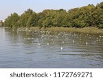 River Thames Summer