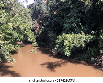 River through the forest