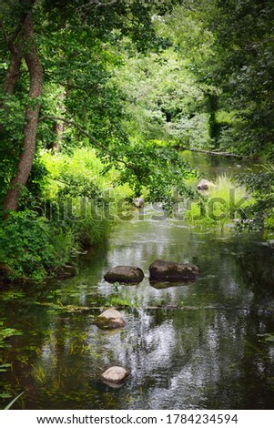 A river through the green trees. Stones in the water. Dark forest scene. Latvia