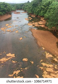 River tree green