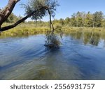 river with tree nature landsdcape 