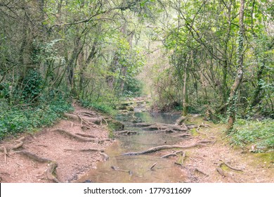 River With Tree Root In The Forest In Ardèche