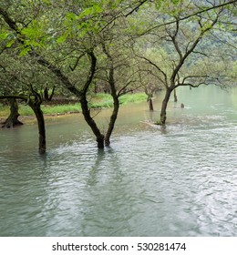 River and trees