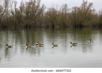 River, trees and ducks from Germany

