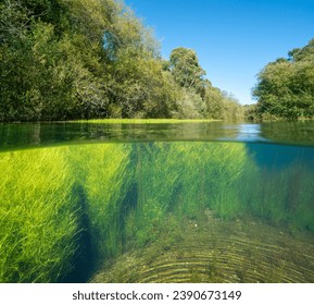 River with trees and water plant ( Ranunculus fluitans), riverscape over and under water surface, split level view, natural scene, Spain, Galicia, Pontevedra province