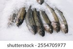 River trout fresh fish on ice in a food market