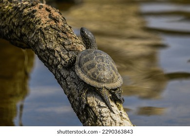 River turtle basking in the sun sitting on a log
