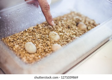 River turtle eggs in box with ground incubating in Zoo