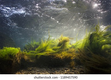 River underwater rocks on a shallow riverbed with clear water. Underwater scenery, algae, mountain river cleanliness. Underwater river habitat. Little stream with gravel.