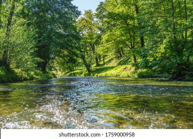 River Water In Forest Trees In Summer. Close Up Water. Small Focus