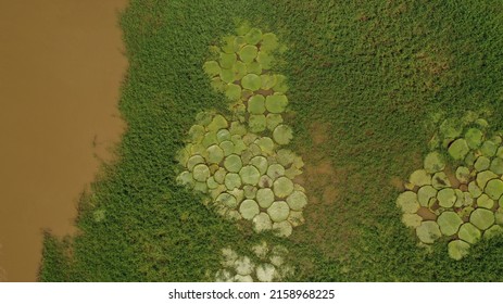 River Solimões Water Green Plant Vitória Regia