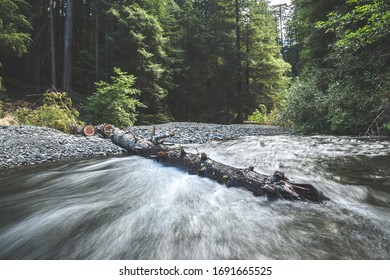 River Water Rushing Around A Fallen Pine Tree In A Forest. 