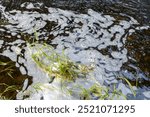 River with white foam caused by pollution or sewage runoff into water with grass at edge of stream