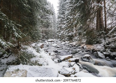 river in the winter forest