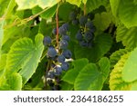 Riverbank grapes (Vitis riparia) and green leaves